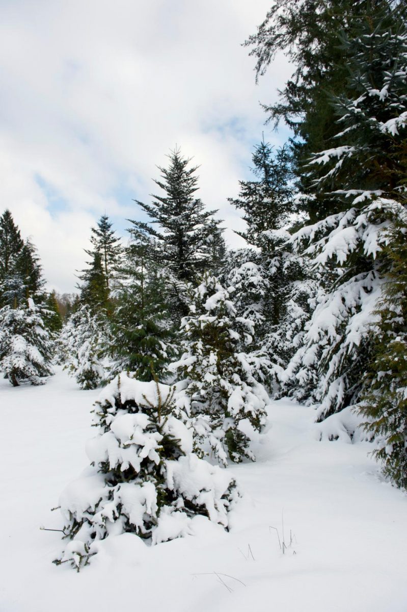 Pinetum De Belten