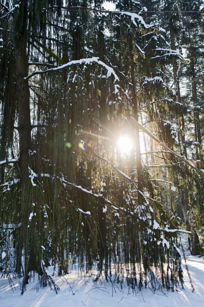 Pinetum De Belten
