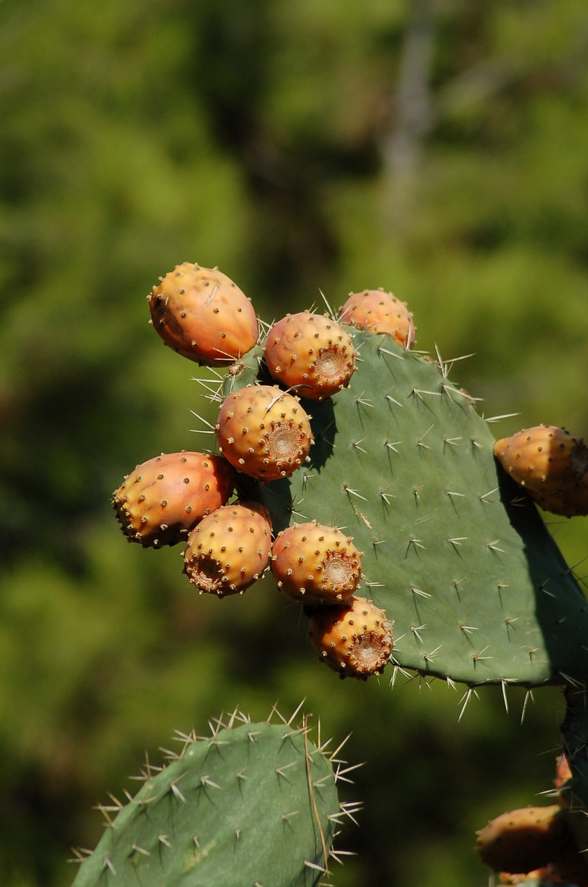 vijgcactus