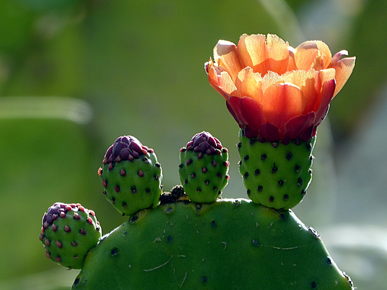 vijgcactus