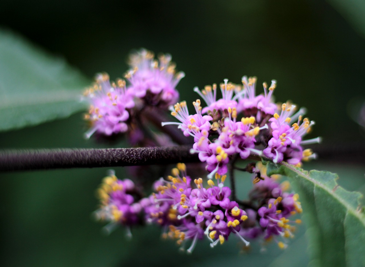 callicarpa