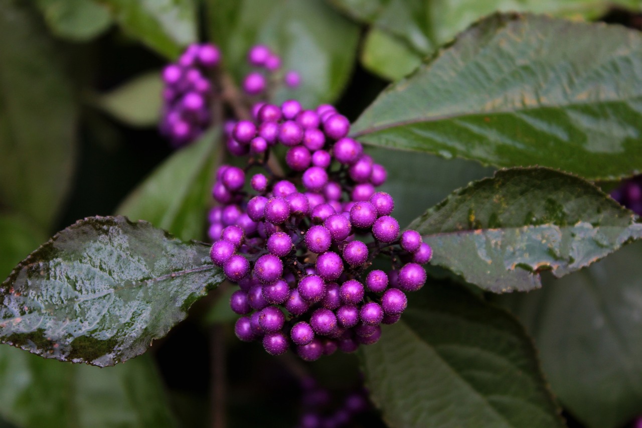 Callicarpa