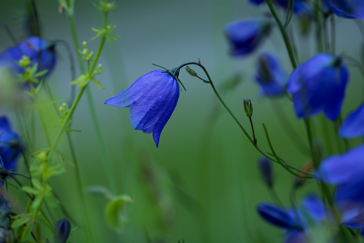 campanula rotundifolia