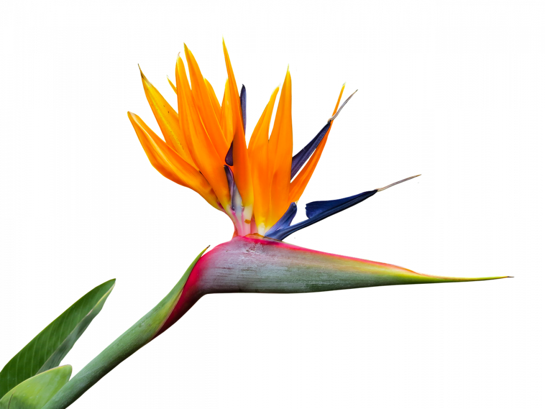 paradijsvogelplant