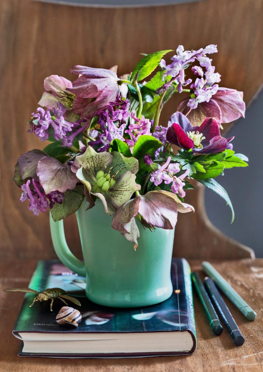 Corydalis