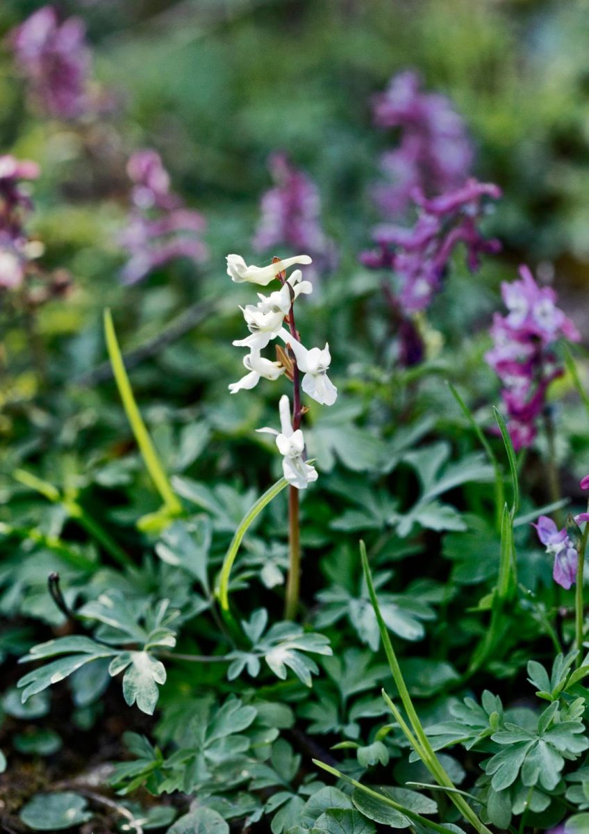 Corydalis