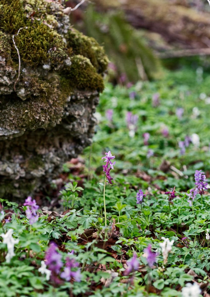 Corydalis