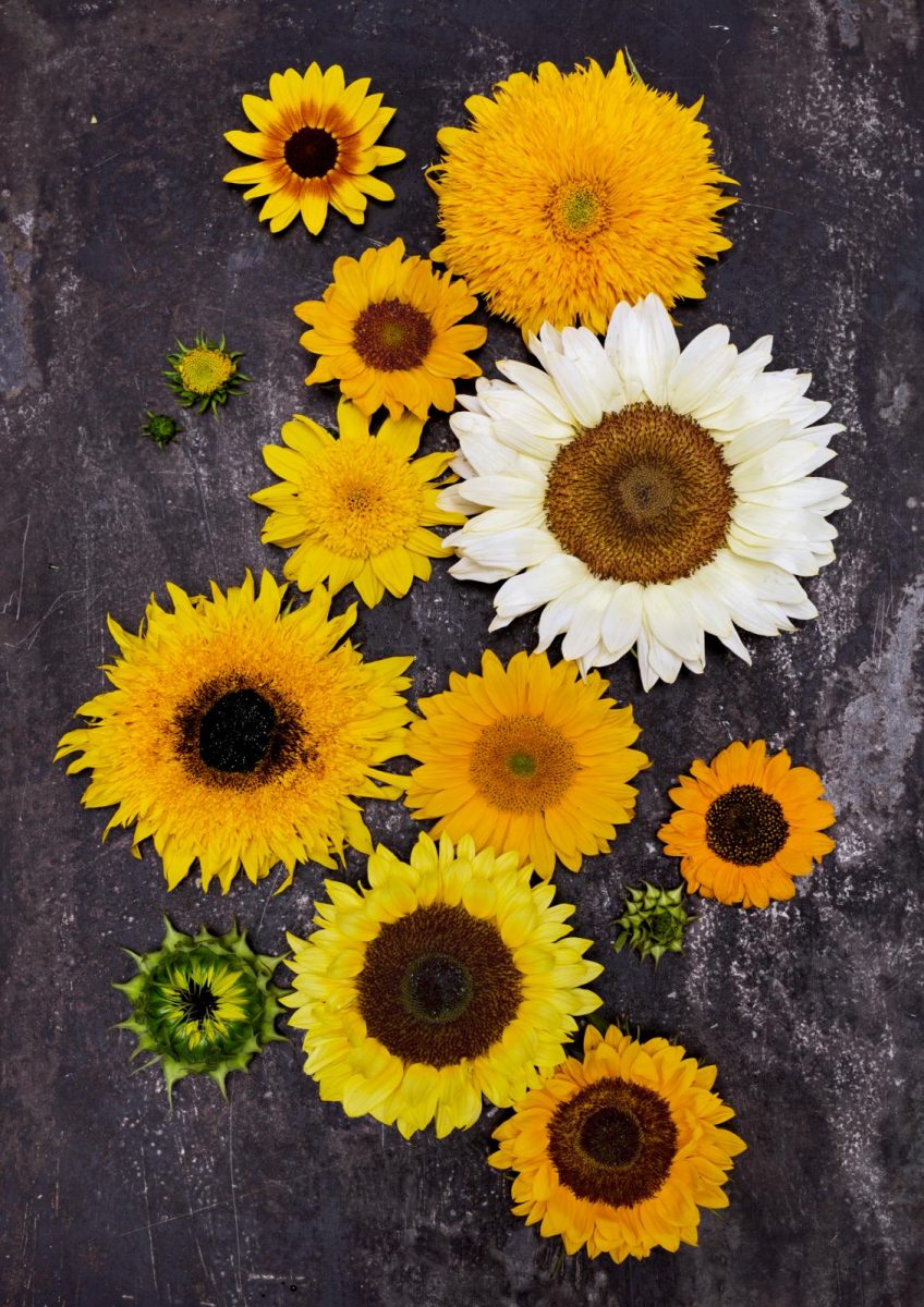 zonnebloem
