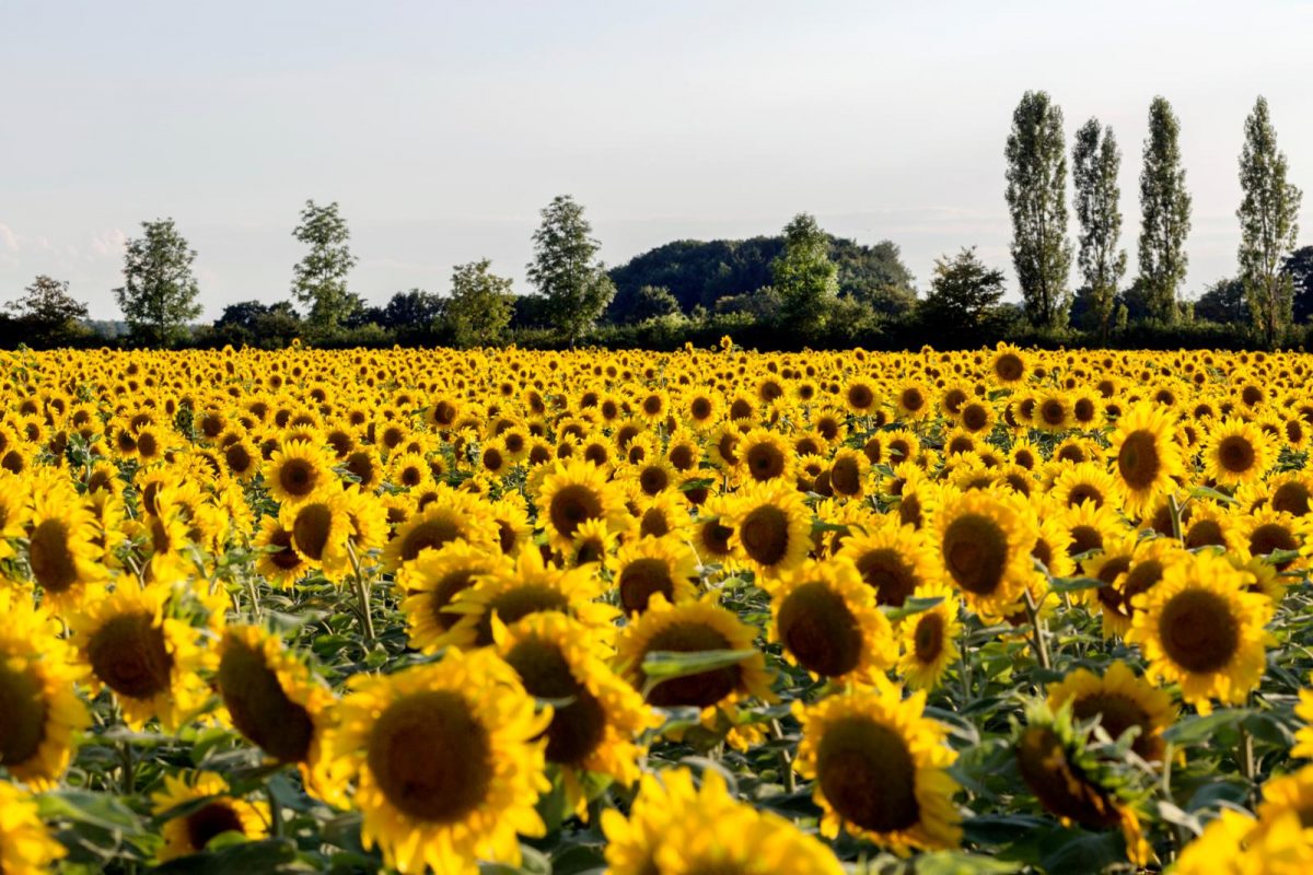 zonnebloem