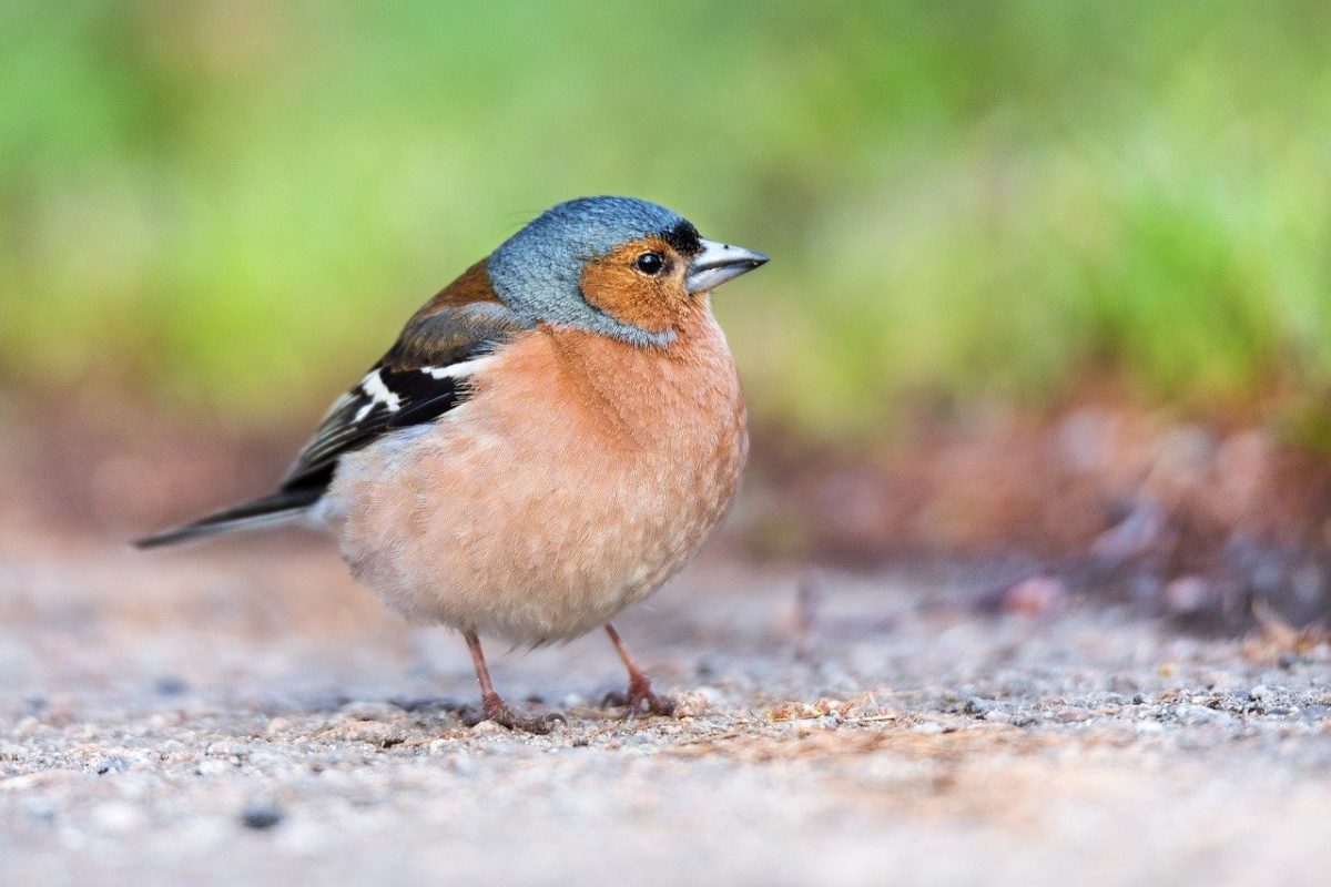 vogelvriendelijke tuin