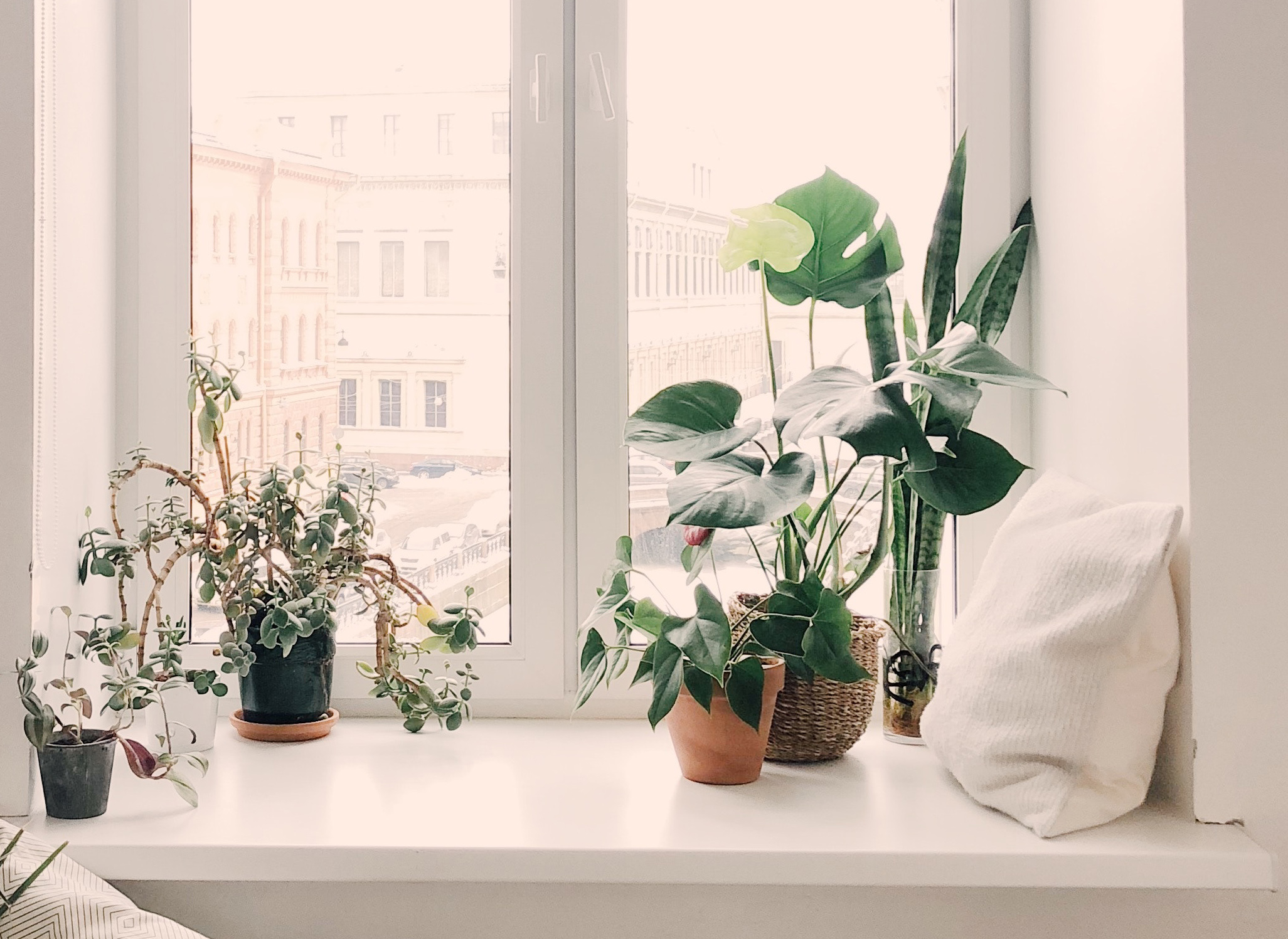waterplanten voor binnen