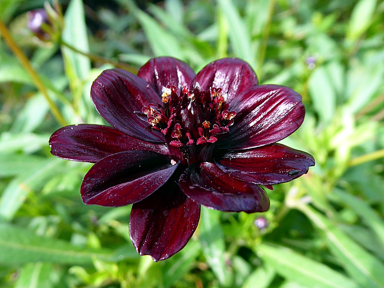 chocolade cosmos