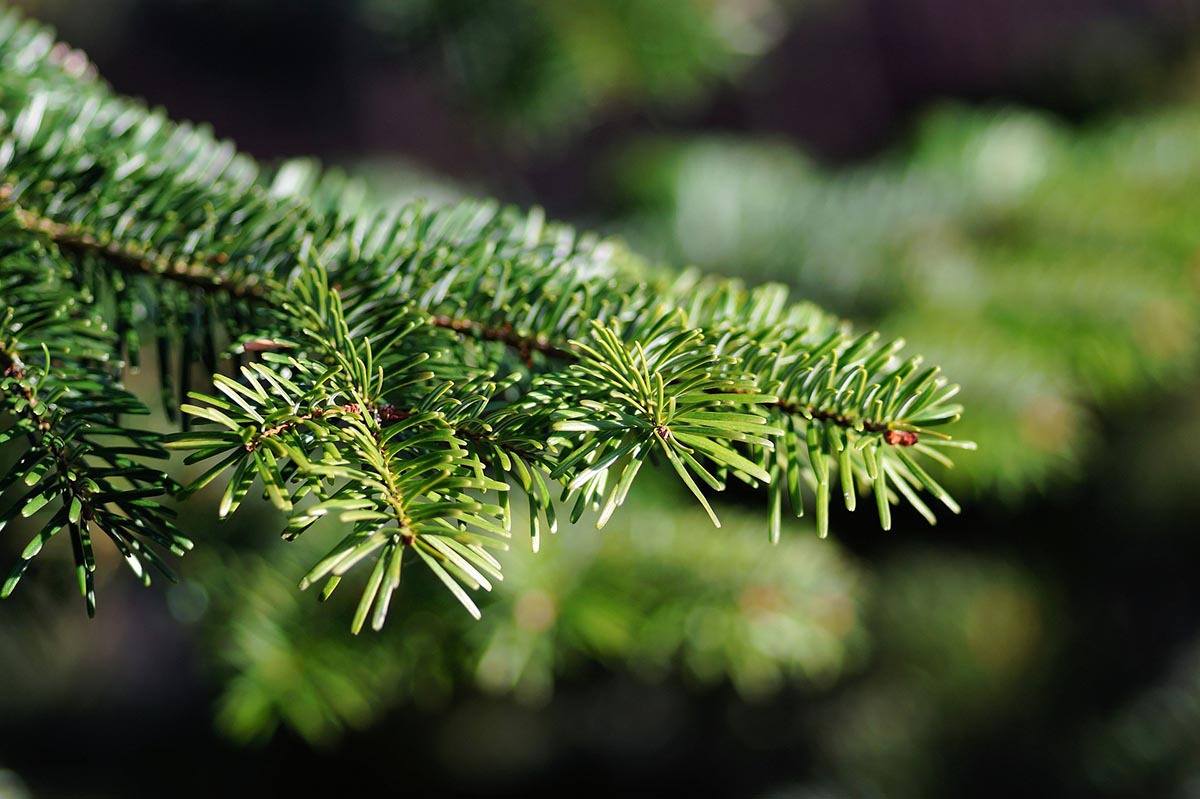 kerstboom