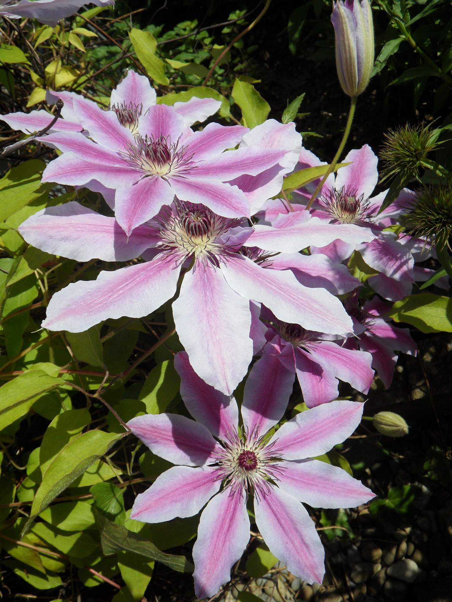 clematis