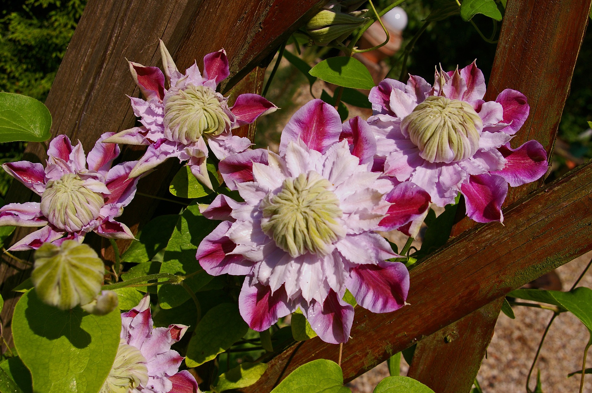 clematis