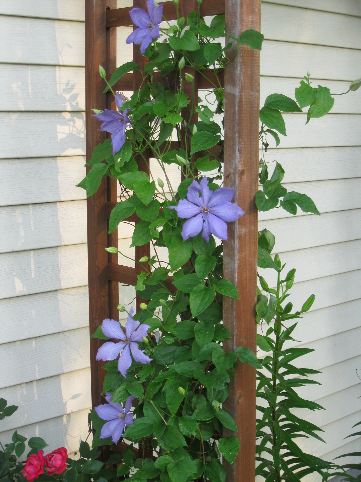 clematis