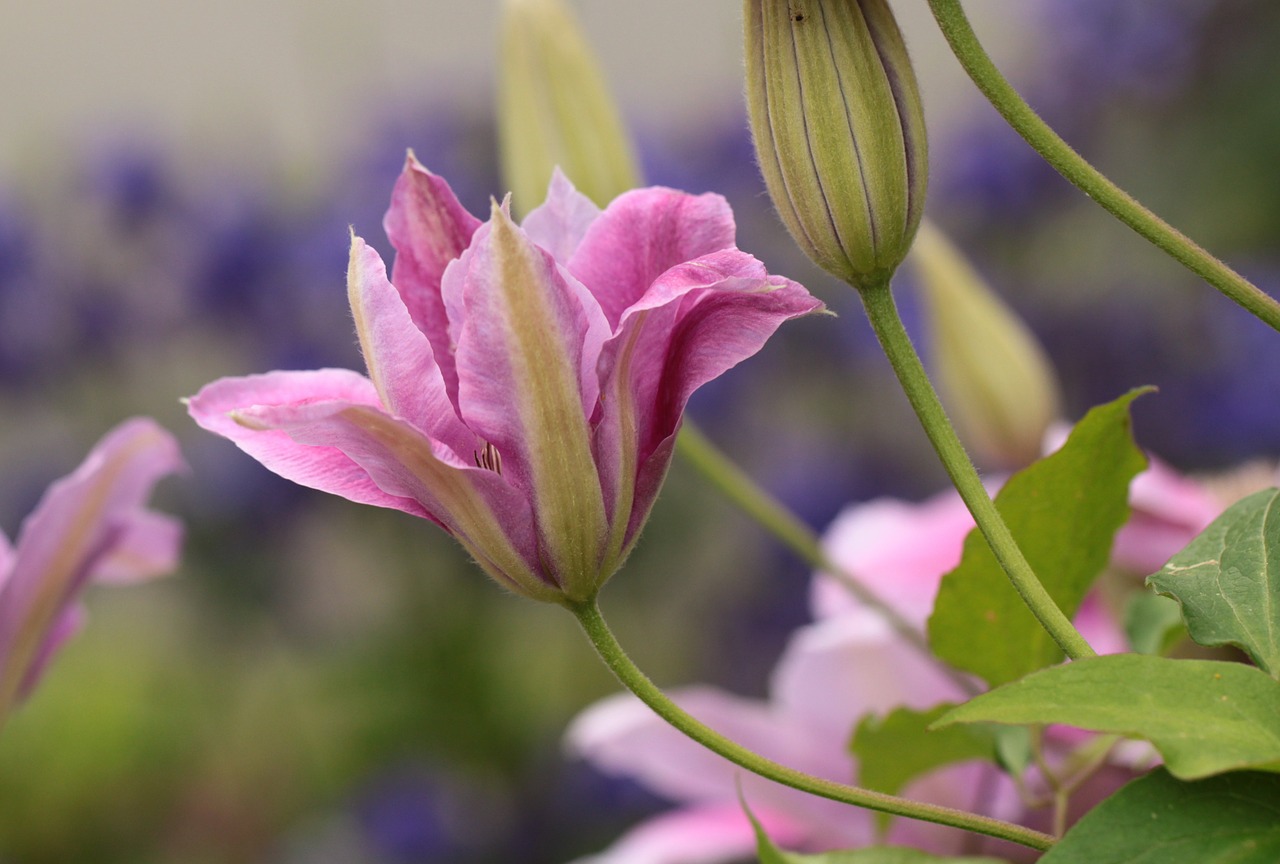 clematis