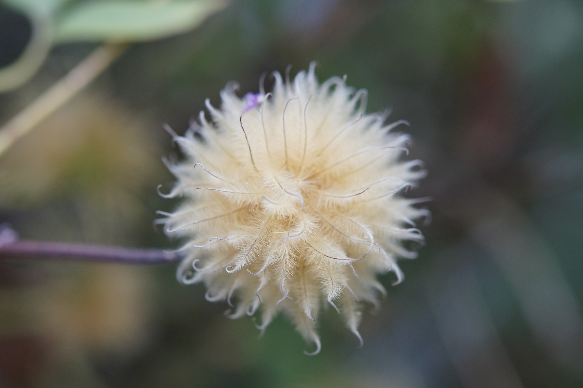 clematis