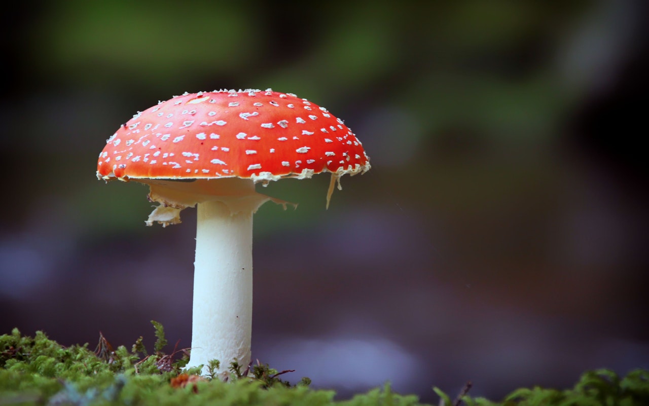paddenstoelen