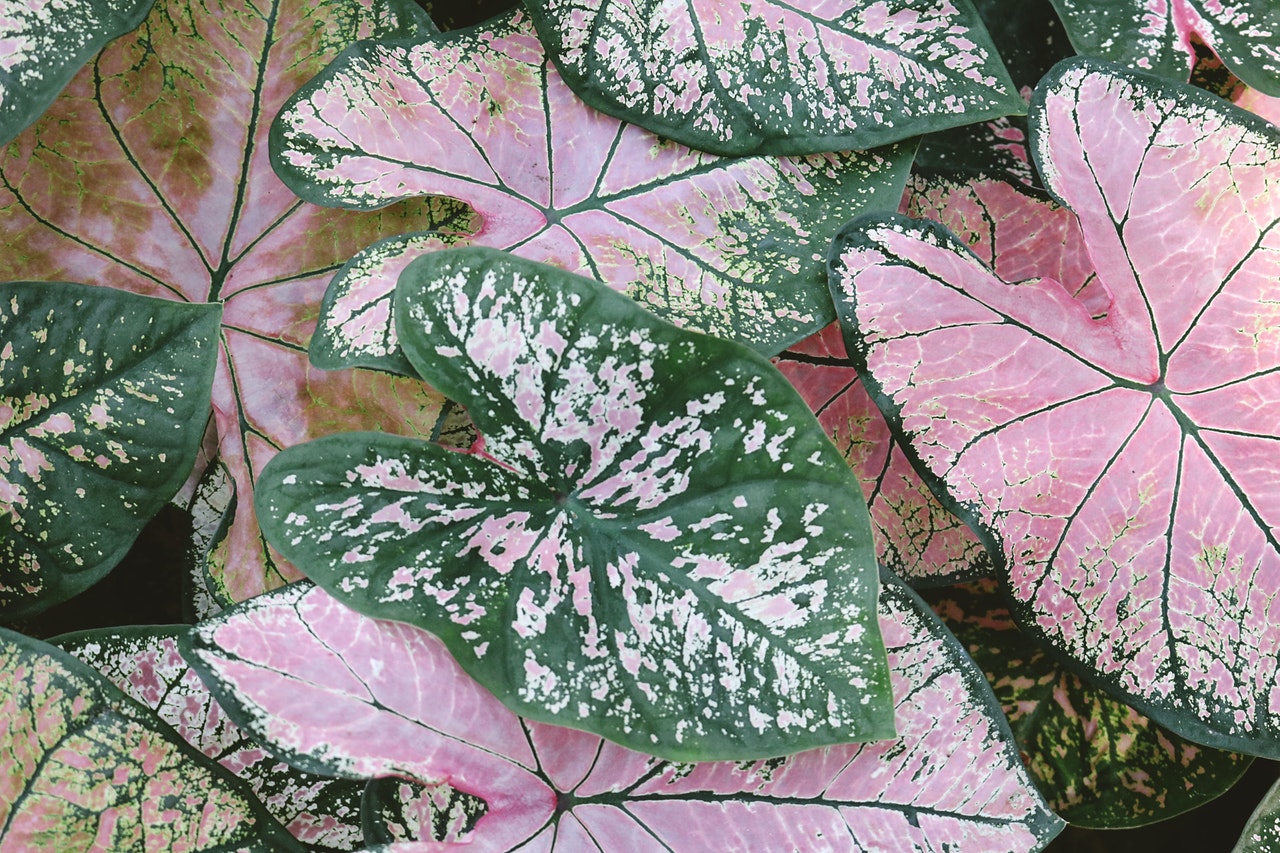 Caladium Rosebud