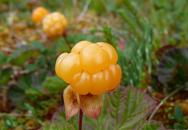 cloudberry-663456_1280