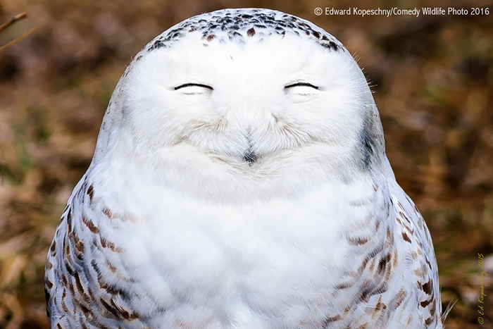 comedy-wildlife-photography-awards-2016-21-57f103c66f161__880