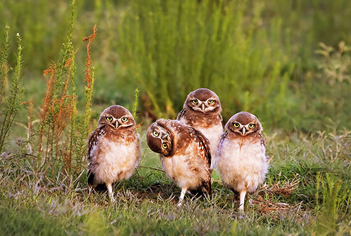 comedy-wildlife-photography-awards-shortlist-2016-23-57fb40c339239__880