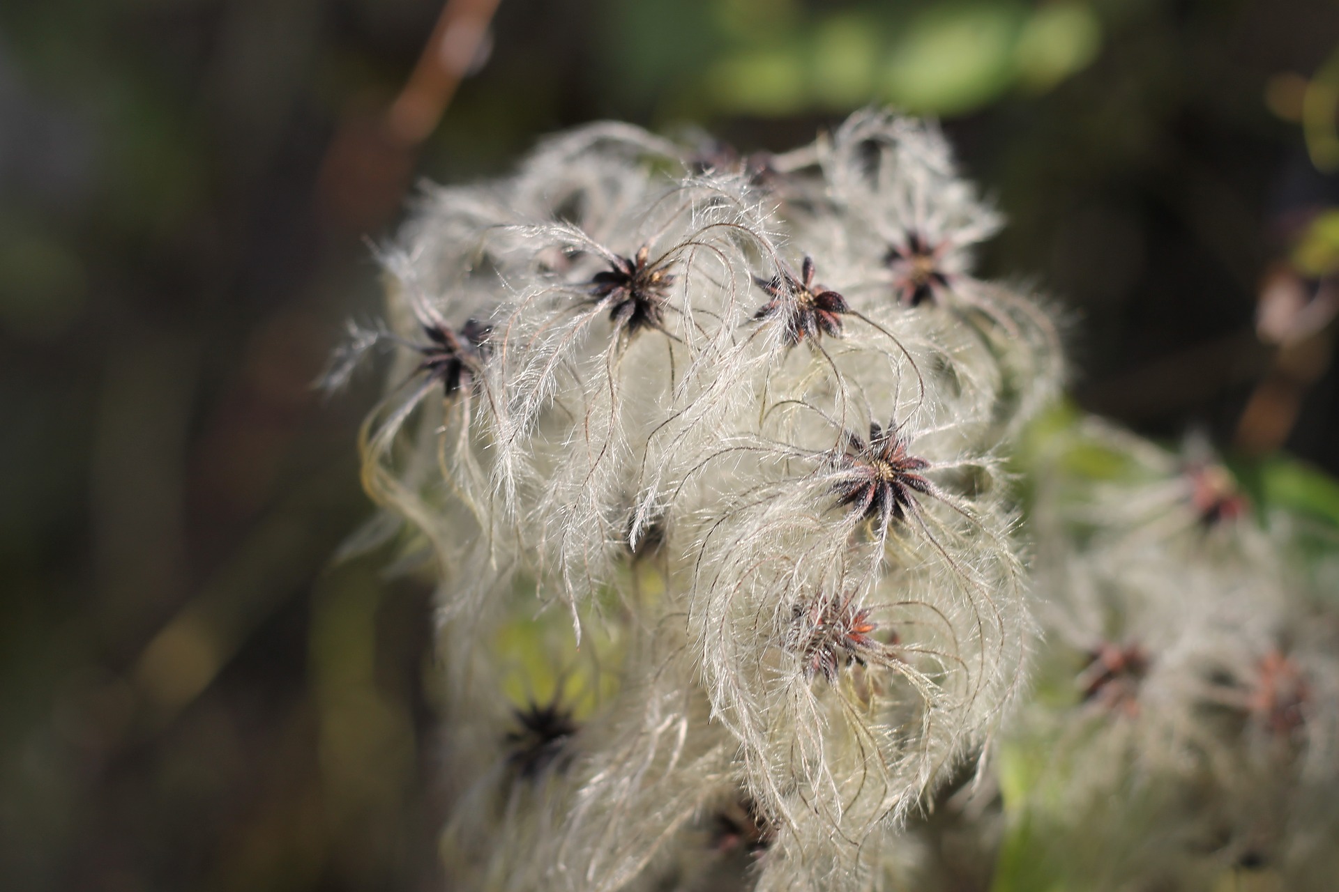 clematis
