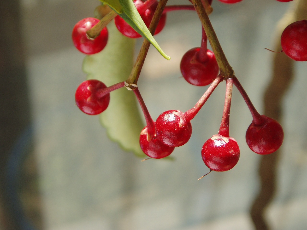ardisia crenata