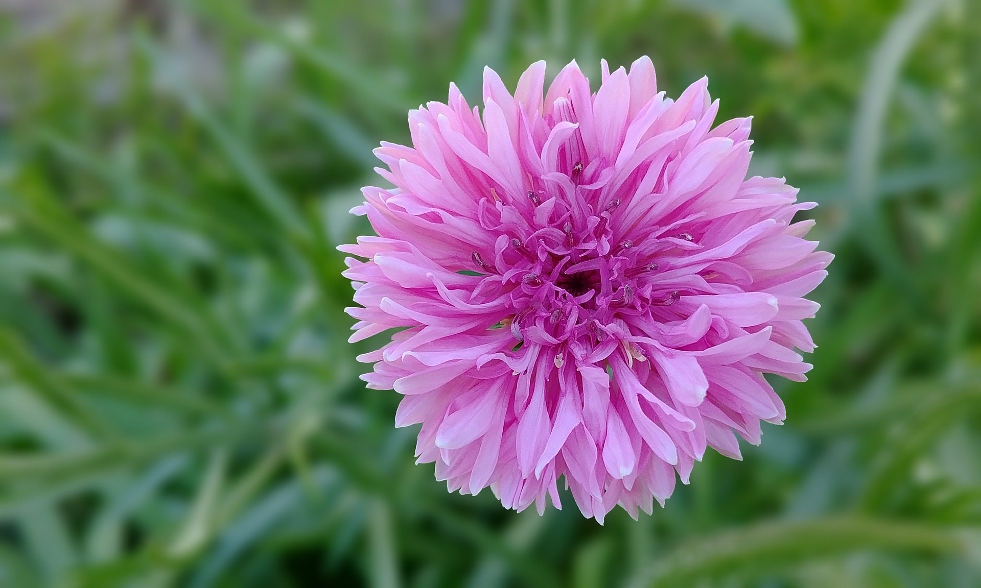 roze korenbloem