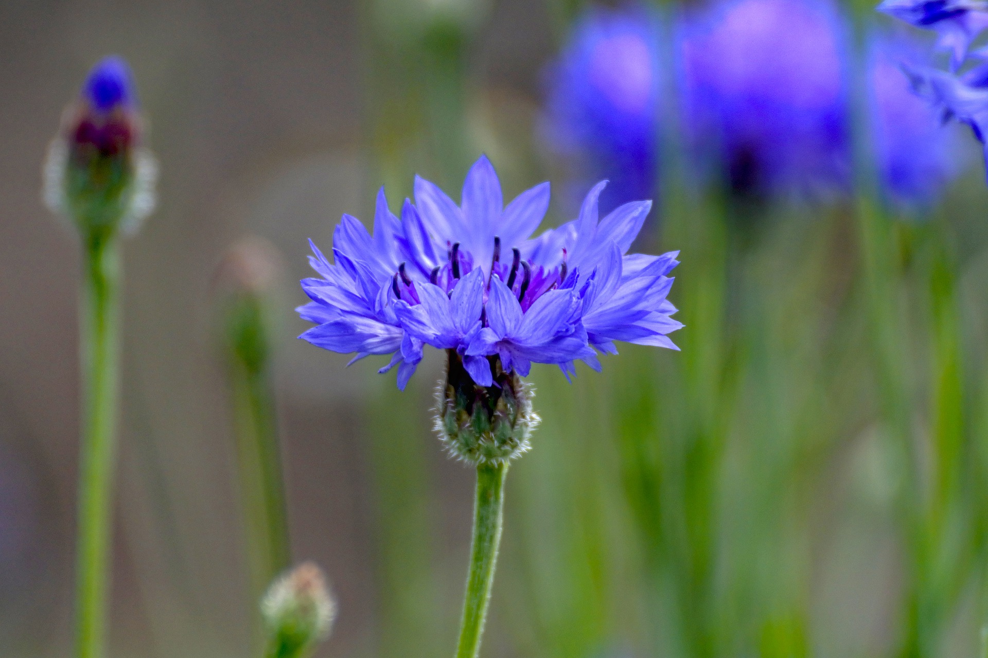 Korenbloem