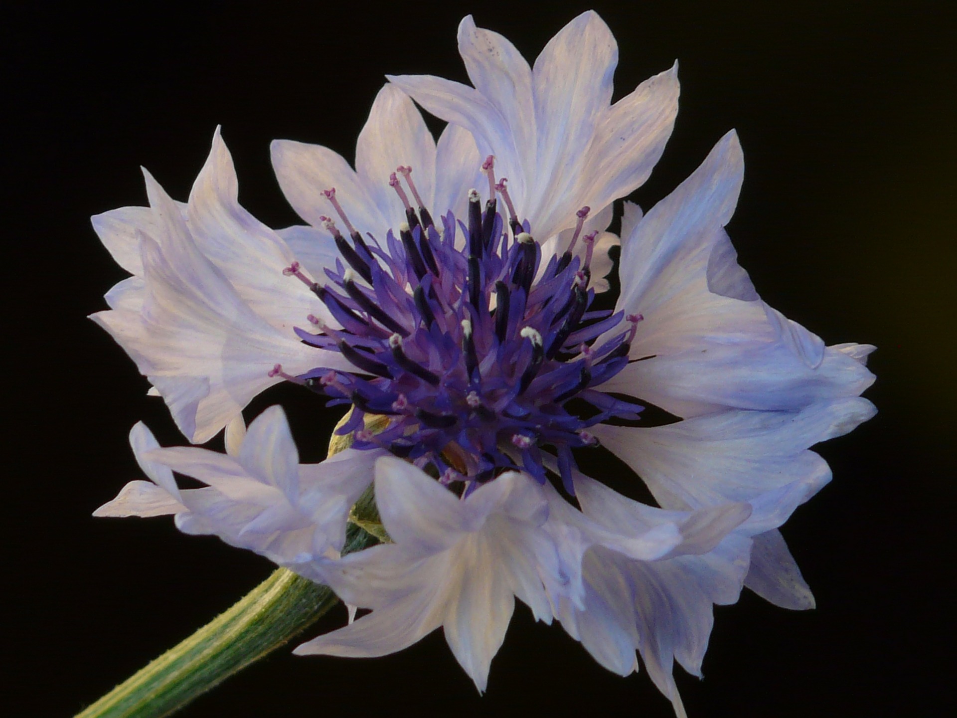 korenbloem