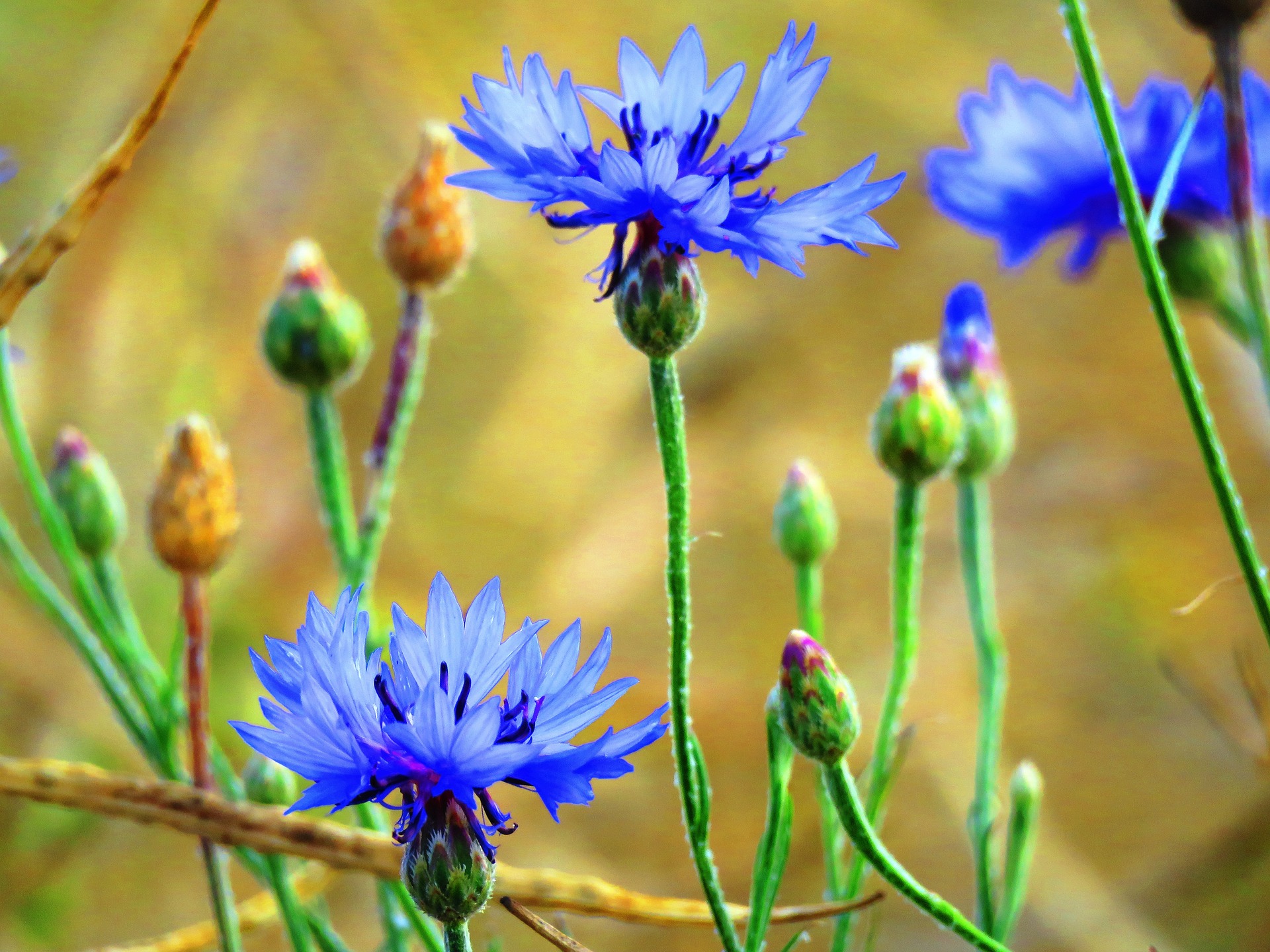 korenbloemen
