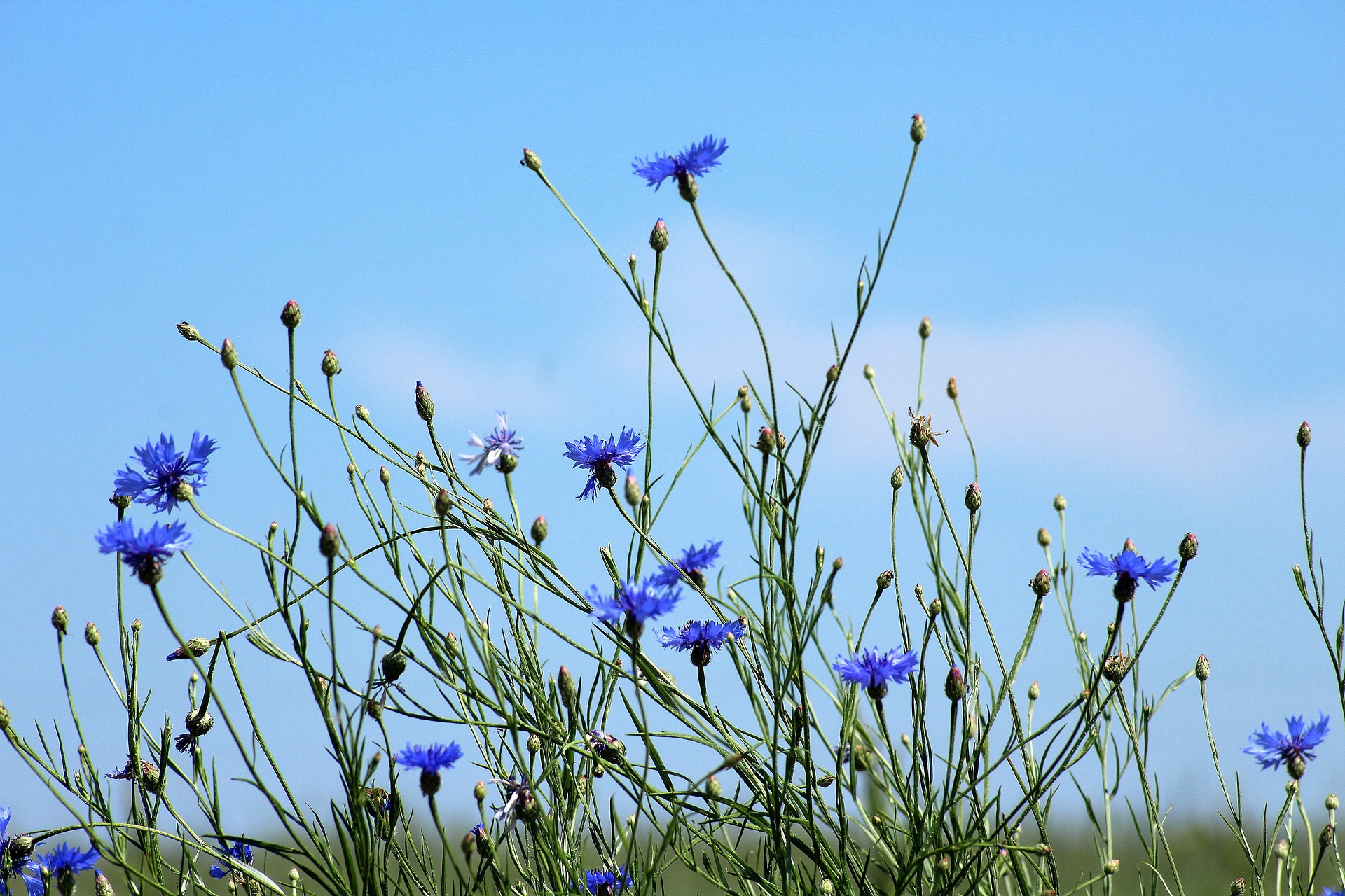 Korenbloem