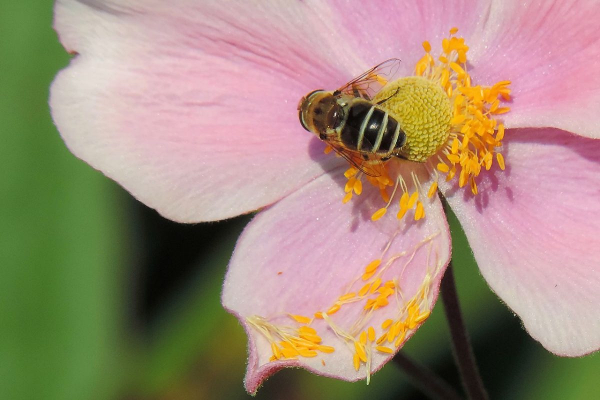 cosmea met bij