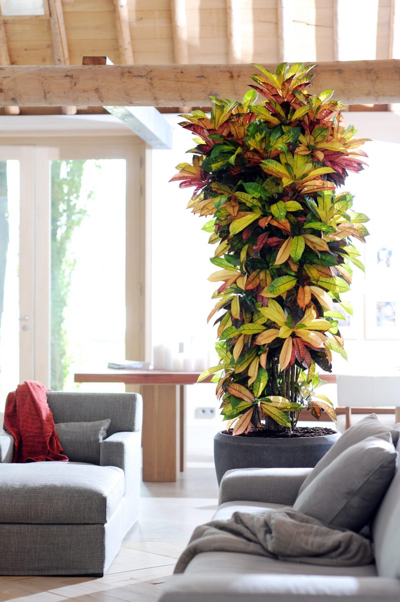 Croton