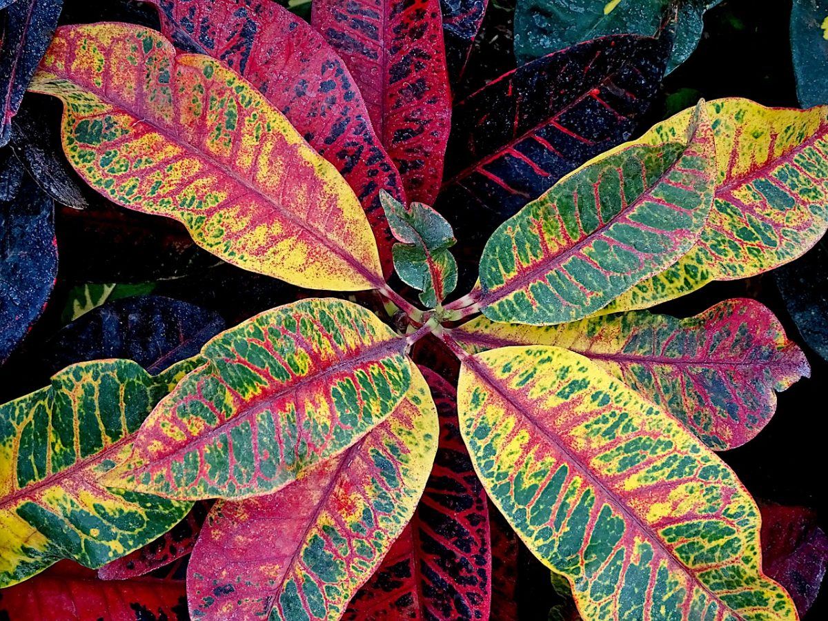 Croton