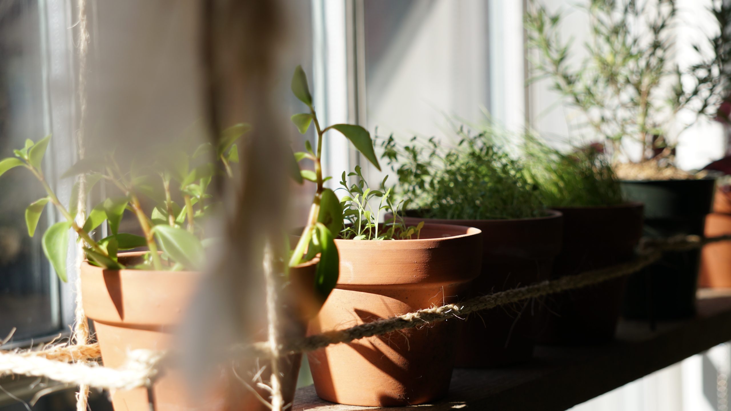 moestuinieren, april zaaien groente en kruiden