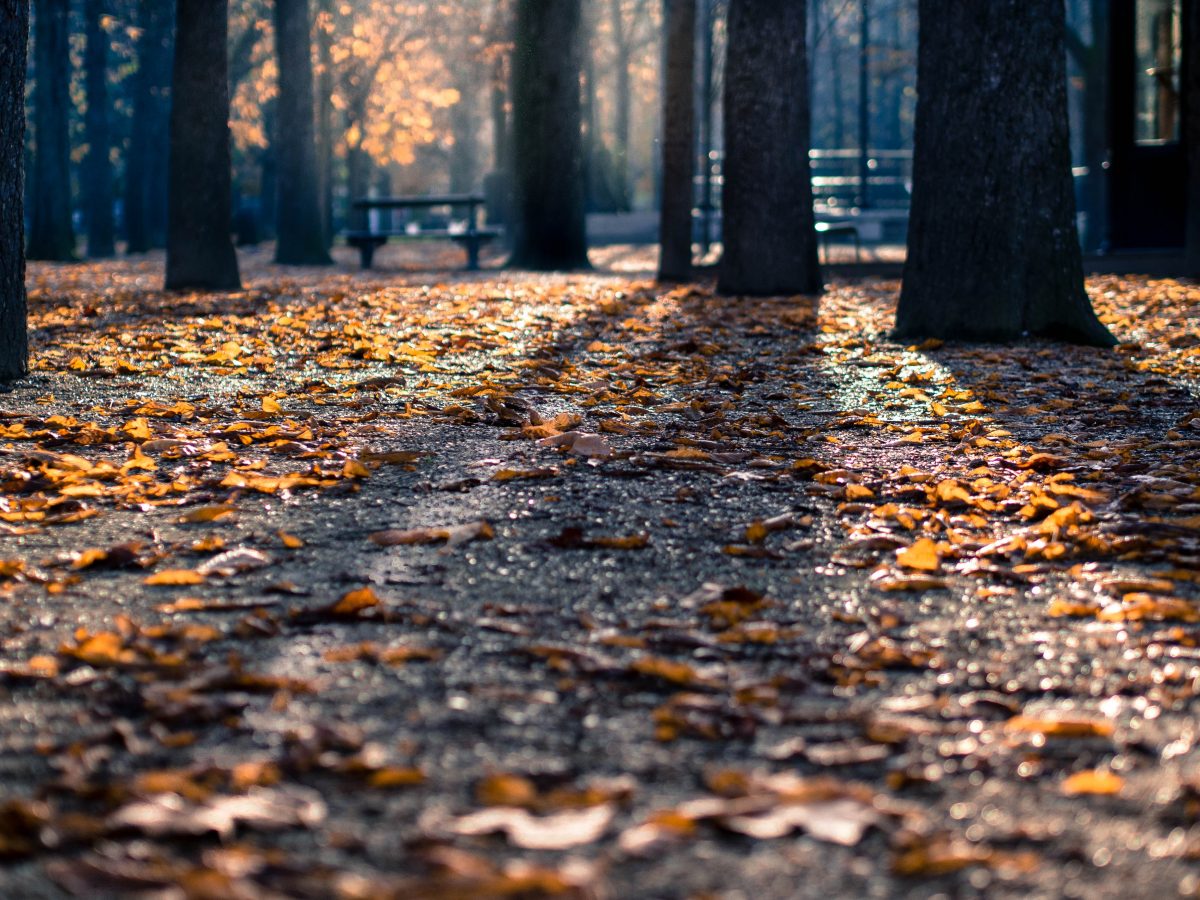 herfstfoto's