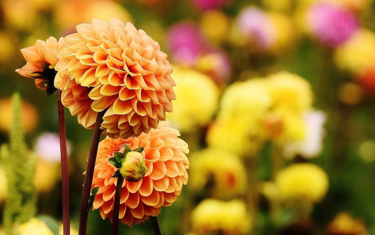 Dahlia's plukken