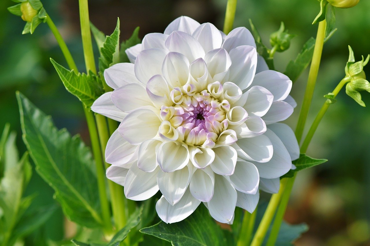 Dahlia's plukken