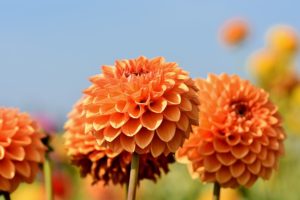 dahlia