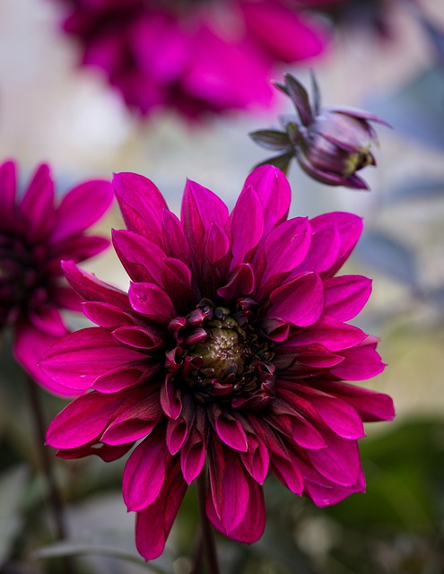 dahlia