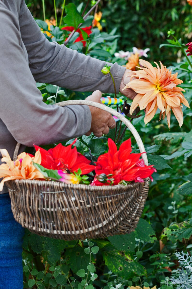 dahlia's plukken - foto Modeste Herwig