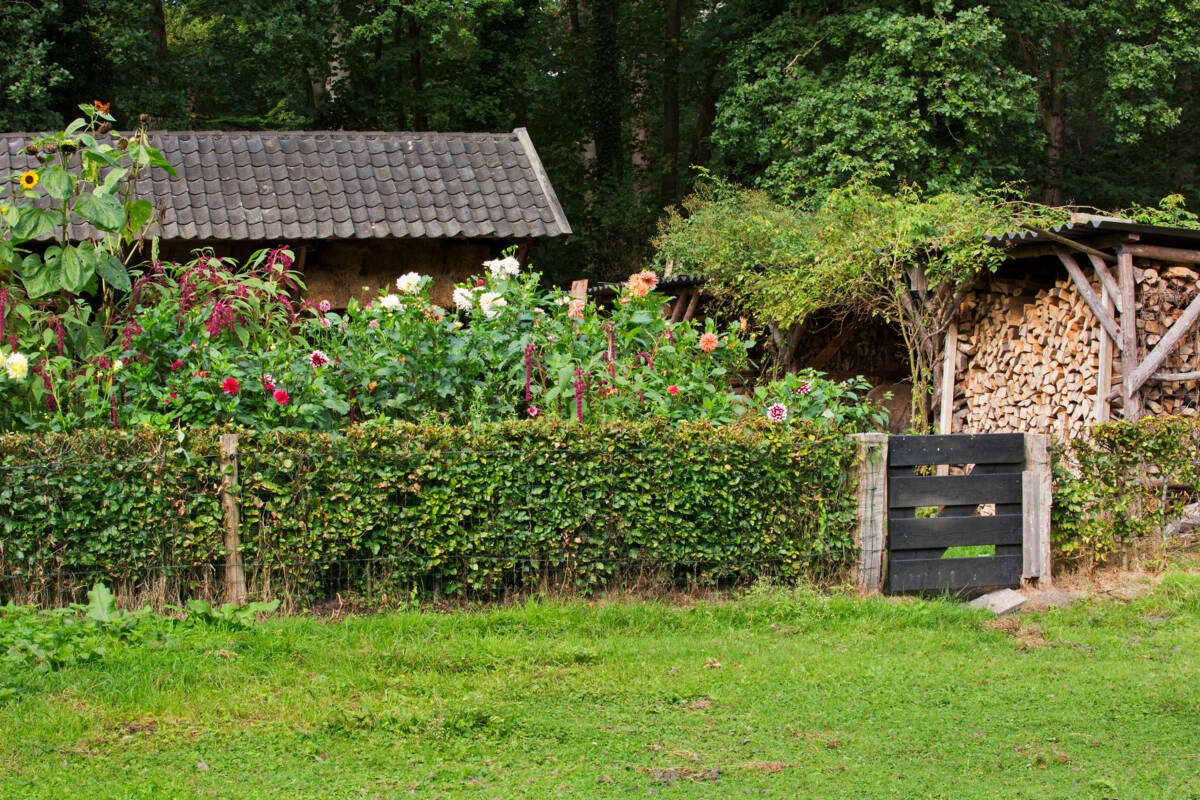 dahlia's in tuin Marieke Nolsen MOH-0916-3267_preview
