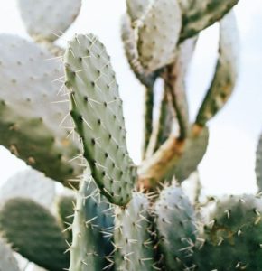 cactussen