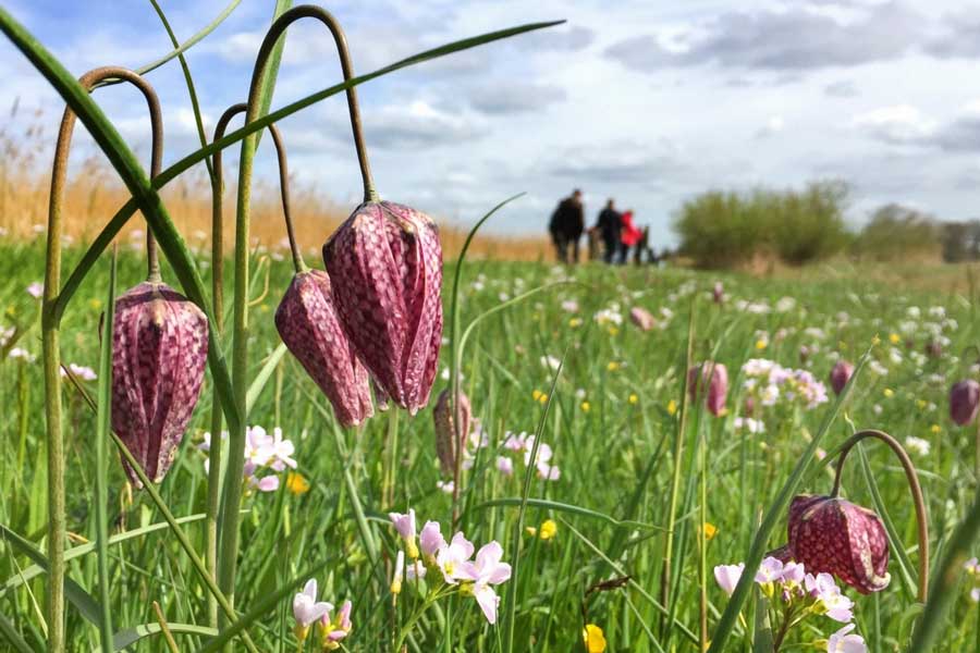 kievitsbloemen