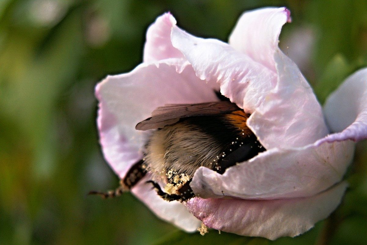 de hommel snoept van stuifmeel