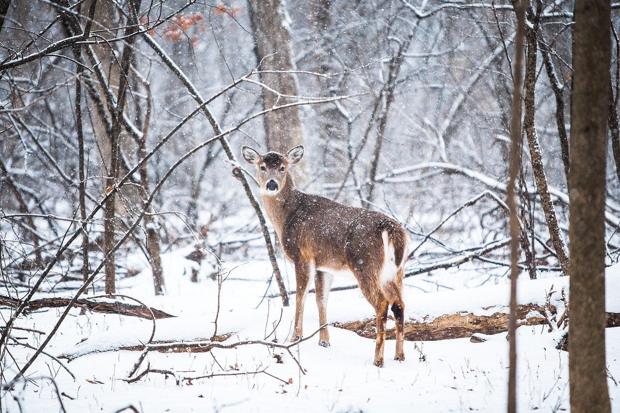 wilde dieren spotten