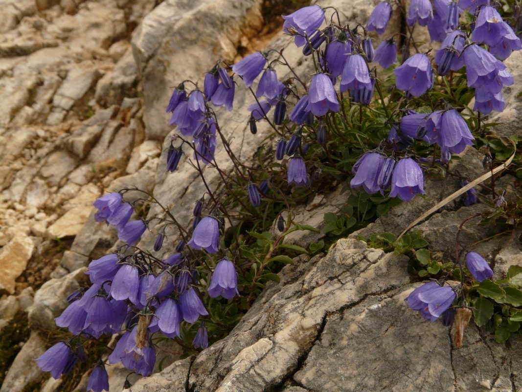 dwerg campanula